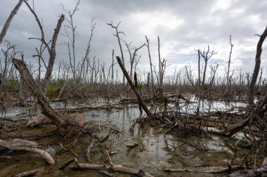 Florida 'daki Everglades Ulusal Parkı' nda Irma Kasırgası tarafından yok edilen mangrov ormanındaki ölü bölge..