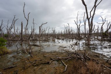 Florida 'daki Everglades Ulusal Parkı' nda Irma Kasırgası tarafından yok edilen mangrov ormanındaki ölü bölge..