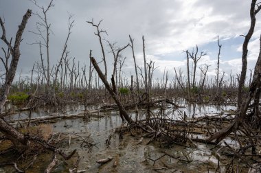 Florida 'daki Everglades Ulusal Parkı' nda Irma Kasırgası tarafından yok edilen mangrov ormanındaki ölü bölge..