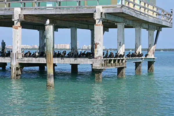 Miami, Florida - 01-29-2025: Biscayne Ulusal Parkı 'nın çim düzlüklerine inşa edilmiş kalan yedi stilt evden biri olan Bay Chateau' da dinlenen karabataklar.