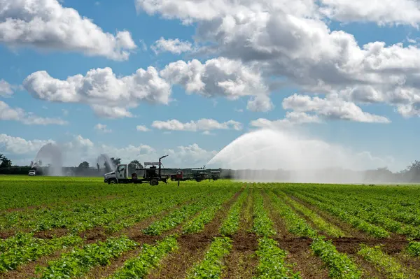 Florida, Homestead 'de beyaz bulutların altında ve güneşli gökyüzünde ekilen tarlaların sulanması için pompa kullanılıyor..