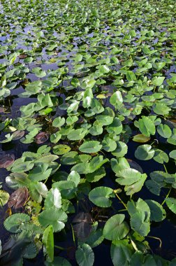 Everglades Ulusal Parkı, Florida 'daki Anhinga Patikası' ndaki Spatterdock - Nuphar Advena.