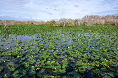 Everglades Ulusal Parkı, Florida 'daki Anhinga Patikası' ndaki Spatterdock - Nuphar Advena.