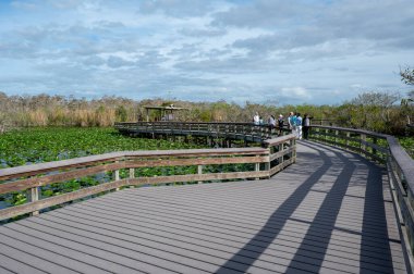 Everglades Ulusal Parkı, Florida - 1-26-2025: Turistler güneşli Ocak sabahı Anhinga Patikası 'ndan bataklık alanlarını keşfettiler.