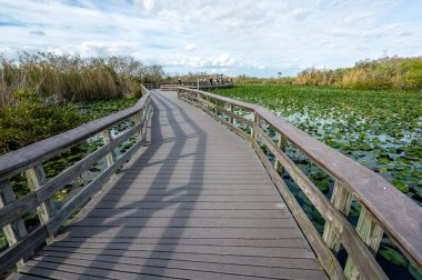 National Park ziyaretçileri Everglades Ulusal Parkı 'ndaki Anhinga Patikası' nda sahil yolunda..