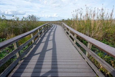 Güneşli bir Ocak sabahı Florida Everglades Ulusal Parkı 'ndaki Sawgrass Prairie üzerinde Anhinga Patikası.