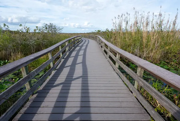 Güneşli bir Ocak sabahı Florida Everglades Ulusal Parkı 'ndaki Sawgrass Prairie üzerinde Anhinga Patikası.