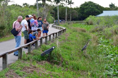 Everglades Ulusal Parkı, Florida - 2-22-2025: Anhinga Patikası 'ndaki turistler Büyük Mavi Balıkçıl - Ardea kahramanları.