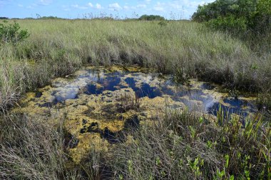 Everglades Ulusal Parkı, Florida 'daki Sawgrass Prairie' de su dolu çözelti deliği..