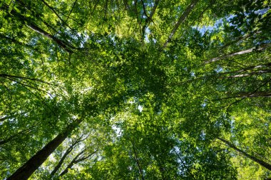 New York 'un Adirondack Dağları' ndaki Pitchoff ve Cascades Yolu 'ndan görüntüler güneşli yaz sabahında.
