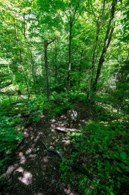 New York 'un Adirondack Dağları' ndaki Pitchoff ve Cascades Yolu 'ndan görüntüler güneşli yaz sabahında.