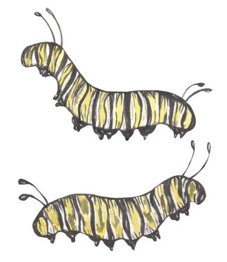 Suluboya tırtıl çizim seti, kelebek büyüme aşaması, yaşam döngüsü