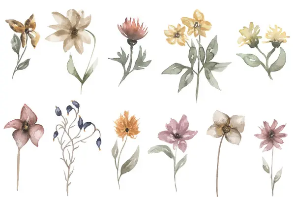 Watercolor wildflowers illustration set, meadow flowers clip art, vintage florals clipart