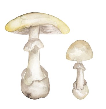 Suluboya zehirli mantar illüstrasyonu, ölüm başlığı mantarları klitoris seti, el yapımı elementler