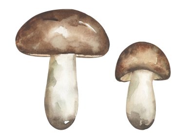 Suluboya mantar illüstrasyonu, yağlı mantarlar klitoris seti, el yapımı elementler