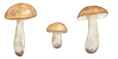 Suluboya mantar illüstrasyonu, yağlı mantarlar klitoris seti, el yapımı elementler