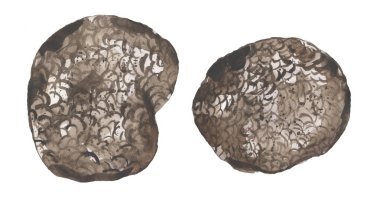 Suluboya orman mantarı illüstrasyonu, mantar mantarları klitoris seti, el yapımı elementler.