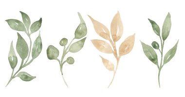 Yapraklar şube illüstrasyon seti, narin çiçekler kırpma koleksiyonu, yeşillik klipsi sanatı