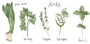 Suluboya mutfak bitkileri seti. Fesleğen, kekik, maydanoz, yeşil soğan, taragon çizimi. Elle çizilmiş mutfak elemanları