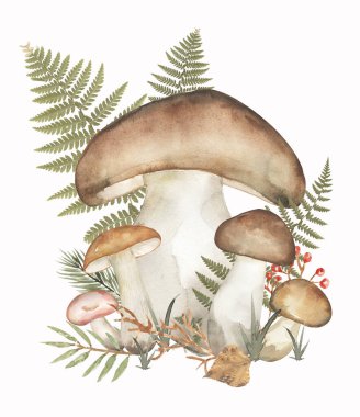 Gerçek eğreltiotu yapraklı suluboya porcini ve diğer mantarlar. Mantar ve sonbahar çim çizimleri. Elle çizilmiş suluboya orman mantarı.