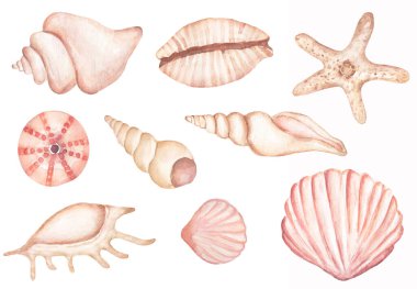 Issız deniz kabuğu nesneleri suluboya set, denizyıldızı clipart. Hassas pembe ve bej çizimler