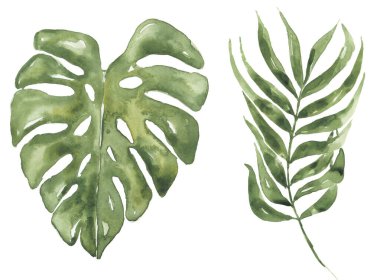 Suluboya tropikal yapraklar çizim seti, canavar ve palmiye yaprağı klipsi