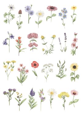 Suluboya çayır çiçekleri poster illüstrasyonu, kır çiçekleri alfabe alfabesi, tarla çiçeği deseni