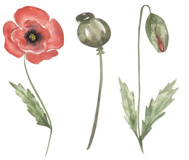 Gelincik çiçekli suluboya çizim seti, çayır çiçeklerinin zirvesi