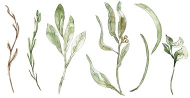 Suluboya ve çizgili çayır flora çizim seti, el yapımı çim zirvesi