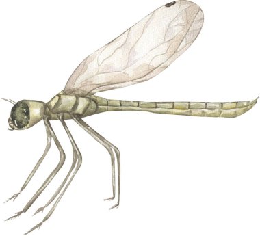 suluboya el çizimi yusufçuk çizimi grafik böcek yaşam klibi sanatı