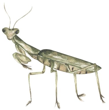 suluboya el çizimi peygamber devesi illüstrasyonu, çocukların eğitimsel klibi, grafik böcek yaşam izi