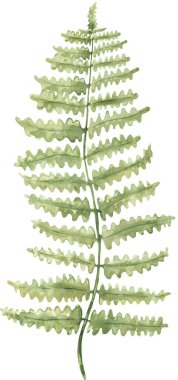 Suluboya eğrelti otu dalı çizimi, botanik el boyası flora clipart