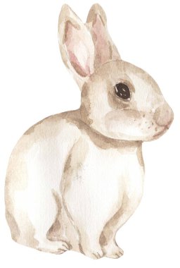 Suluboya beyaz tavşan çizimi
