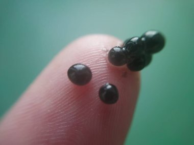 Sandviçin üzerinde gerçek siyah havyar taneleri.