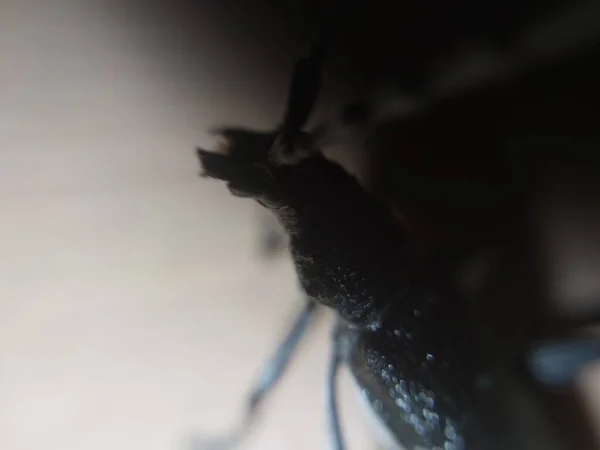 一只长着大胡子的甲虫爬过树林 — 图库照片