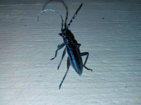 Escarabajo Con Gran Bigote Arrastra Través Madera — Foto de Stock