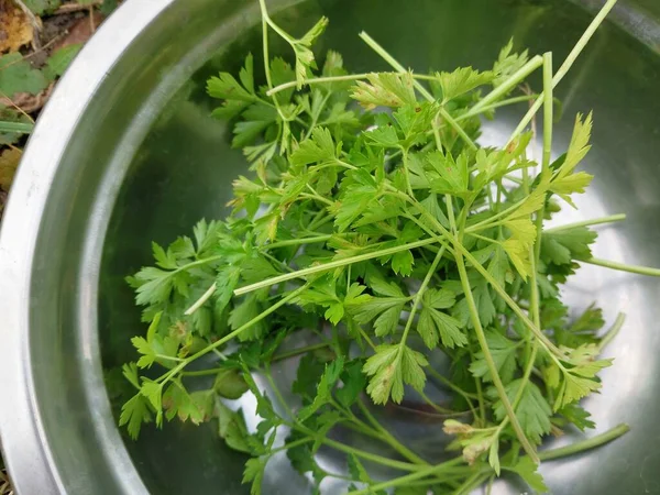 Parsley greens grown in a the garden
