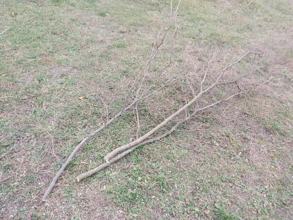 Taille Automne Peinture Des Arbres Dans Jardin — Photo