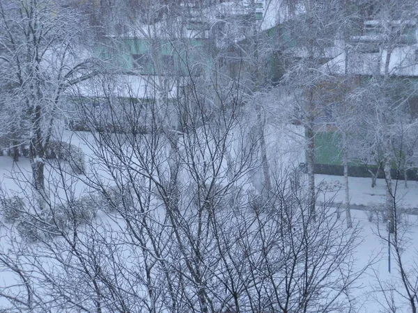 Χιονισμένα Δέντρα Χιονοθύελλα Μια Πόλη — Φωτογραφία Αρχείου