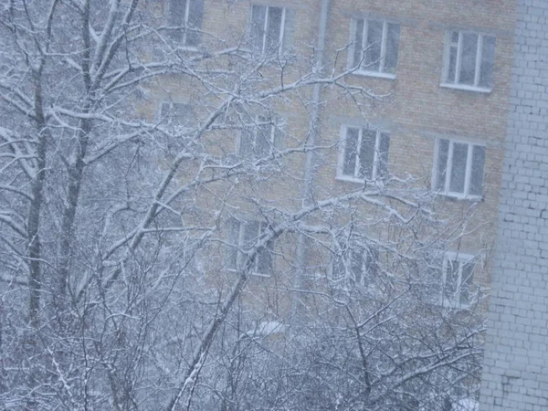 Şehirde Kar Fırtınasında Karla Kaplı Ağaçlar — Stok fotoğraf