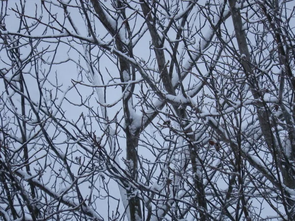雪に覆われた都市の吹雪の中の木 — ストック写真