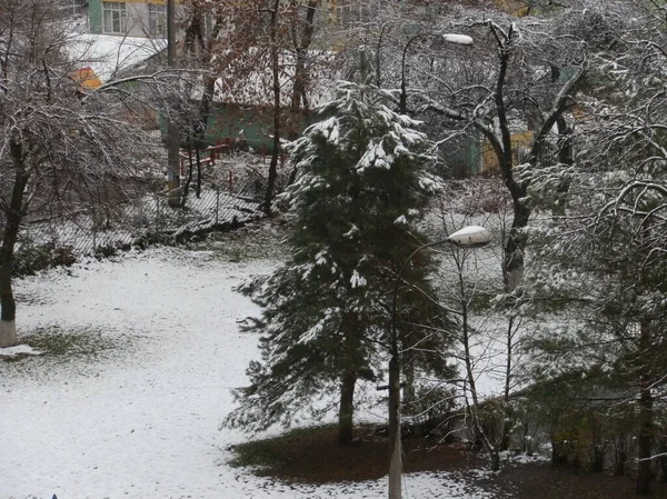가문비나무는 겨울에 마당에서 자란다 — 스톡 사진