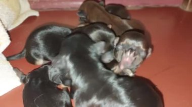 Zenci doğan chihuahua yavruları