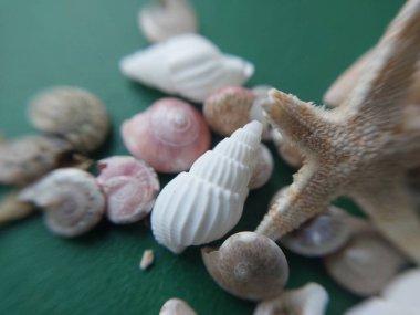 Deniz ve okyanus küçük kabuklar