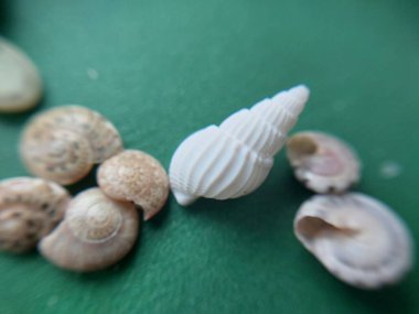 Deniz ve okyanus küçük kabuklar