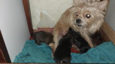 Feeding puppies with a Yorkshire Terrier dog