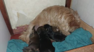 Feeding puppies with a Yorkshire Terrier dog