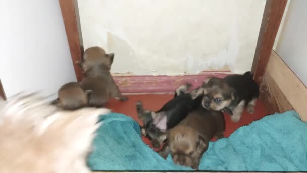Feeding Puppies Yorkshire Terrier Dog — Stockvideo