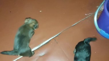 Puppies jump and play with each other