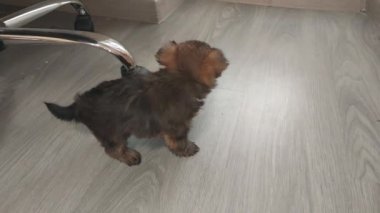 Puppy two months old Yorkshire terrier breed
